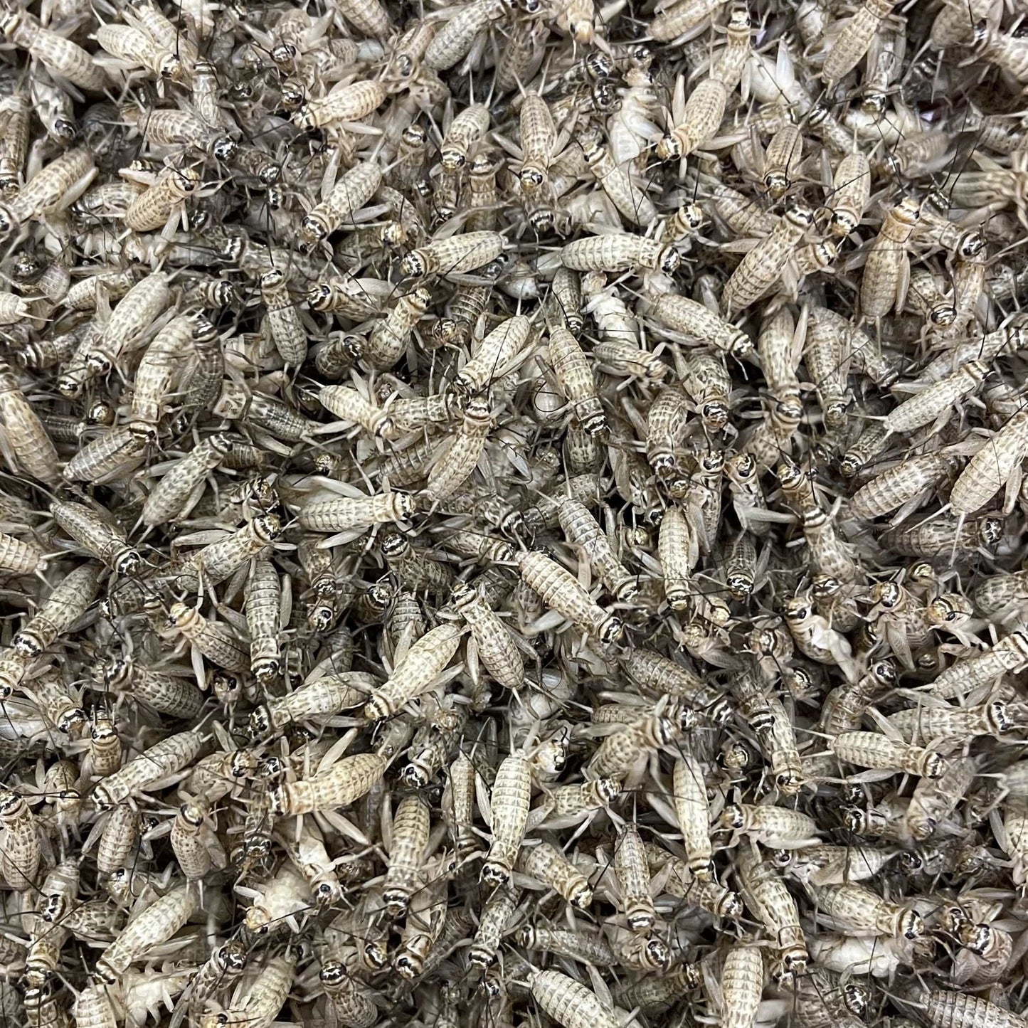 Pisces Enterprises Live Food Bulk Mini Bulk Medium Crickets (150 Crickets)