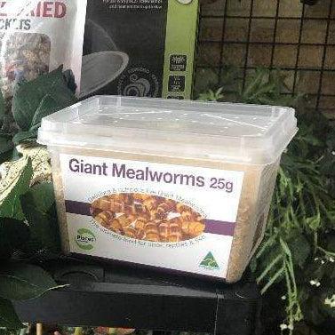 Pisces Enterprises Live Food Tub Giant Mealworms - Zophobas morio 25g Tub