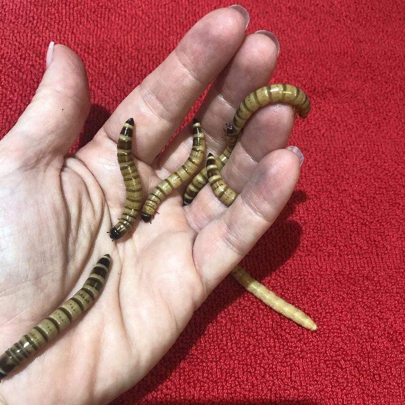 Pisces Enterprises Live Food Tub Giant Mealworms - Zophobas morio 25g Tub