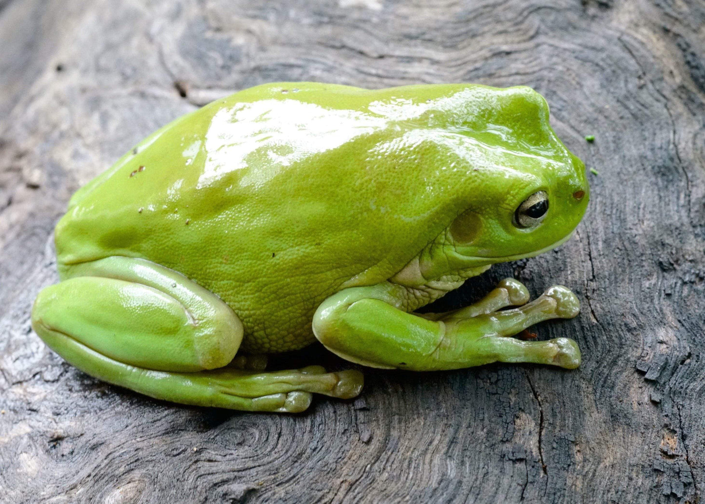 Pisces Enterprises Live Food Tub Live Fly Pupae 100g