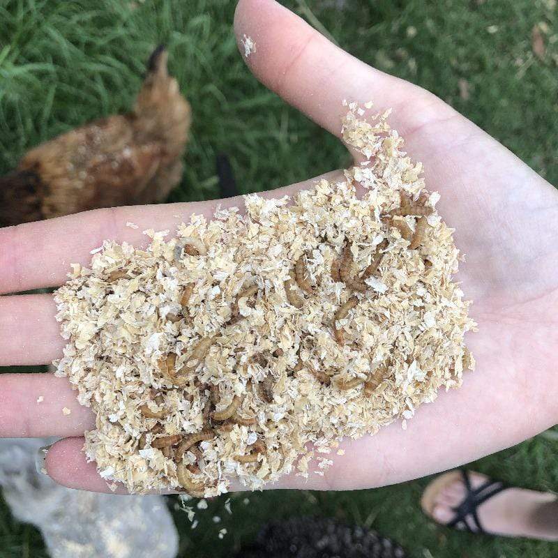 Pisces Enterprises Live Food Tub Mealworms - Mini Mealies 18g Tub