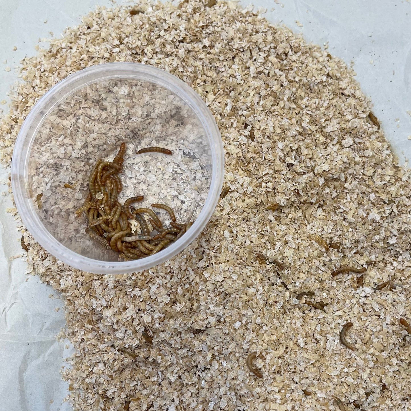 Pisces Enterprises Live Food Tub Mealworms - Mini Mealies 25g Tub