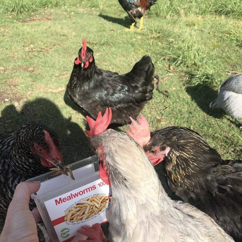 Pisces Enterprises Live Food Tub Mealworms - Regular 50g Tub