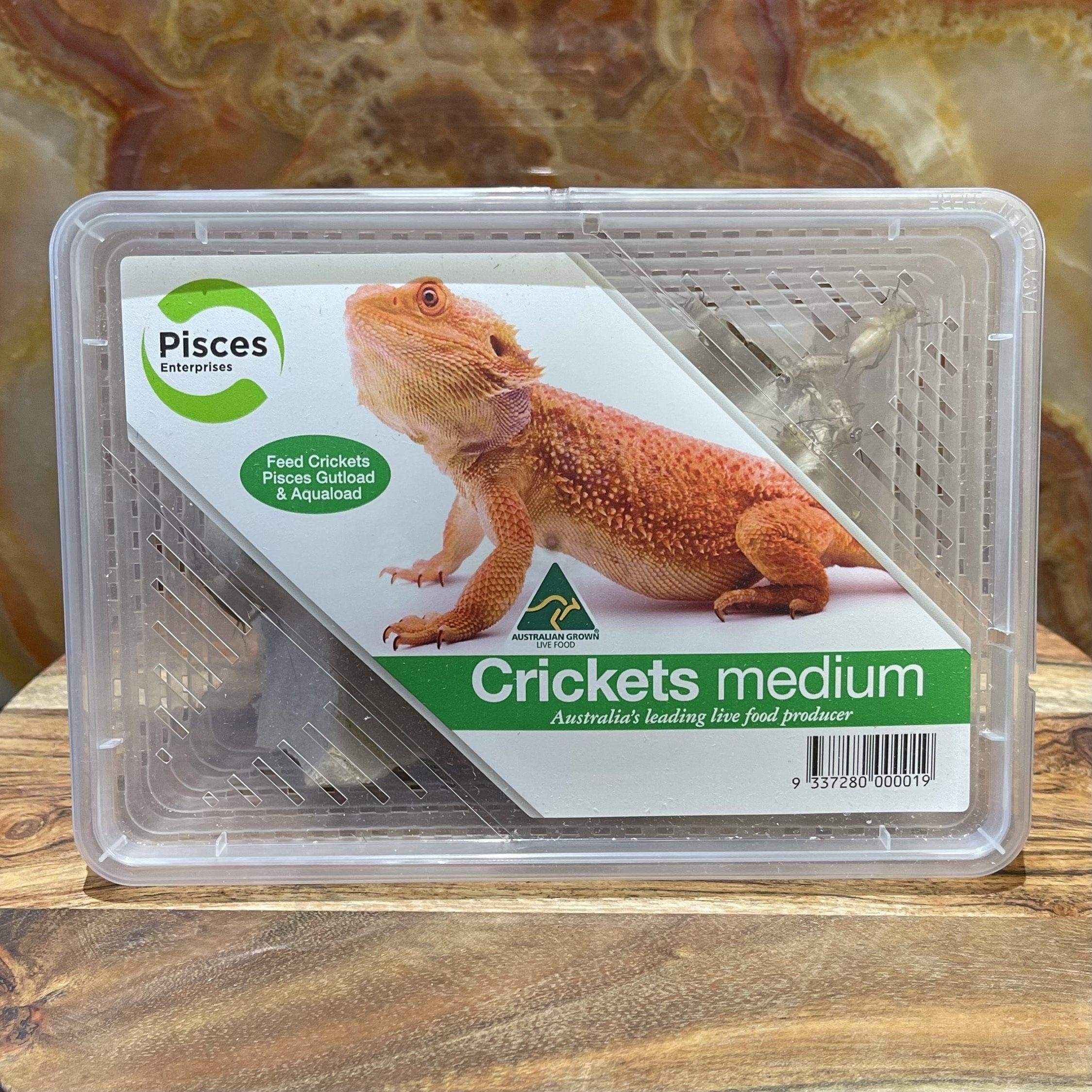 Pisces Enterprises Live Food Tub Medium Cricket Tub