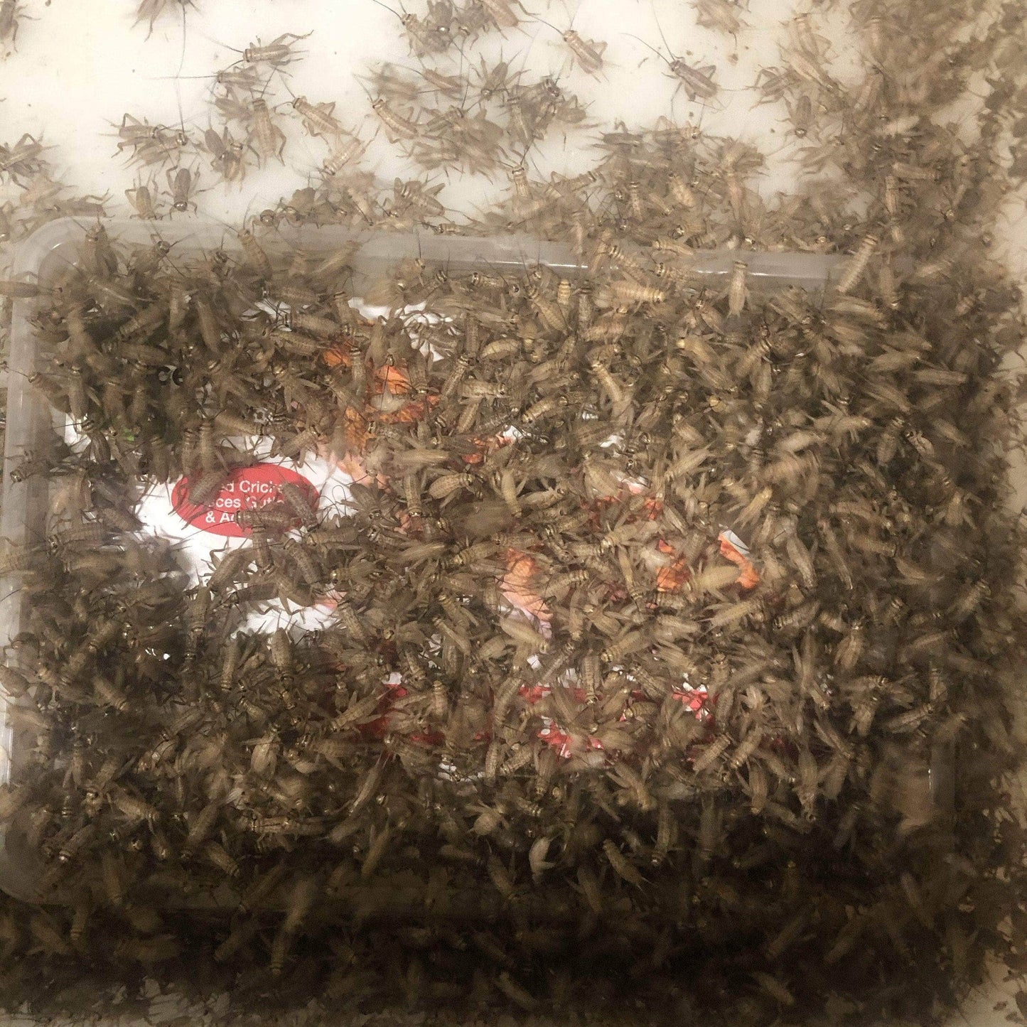 Pisces Enterprises Live Food Tub Small Cricket Tub