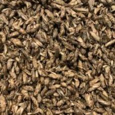 Pisces Enterprises Reptile Food Freeze-dried Crickets Poultry Bag 50g
