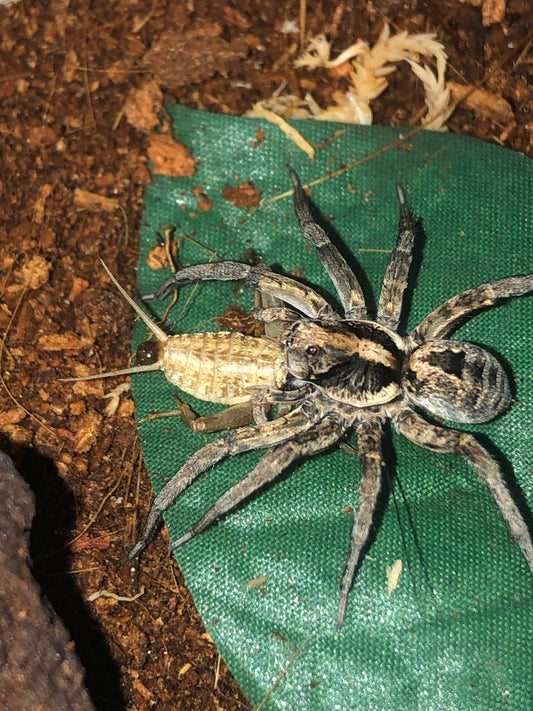 Alive Food Insects for pet Spiders and Arachnids from Reptile Realm