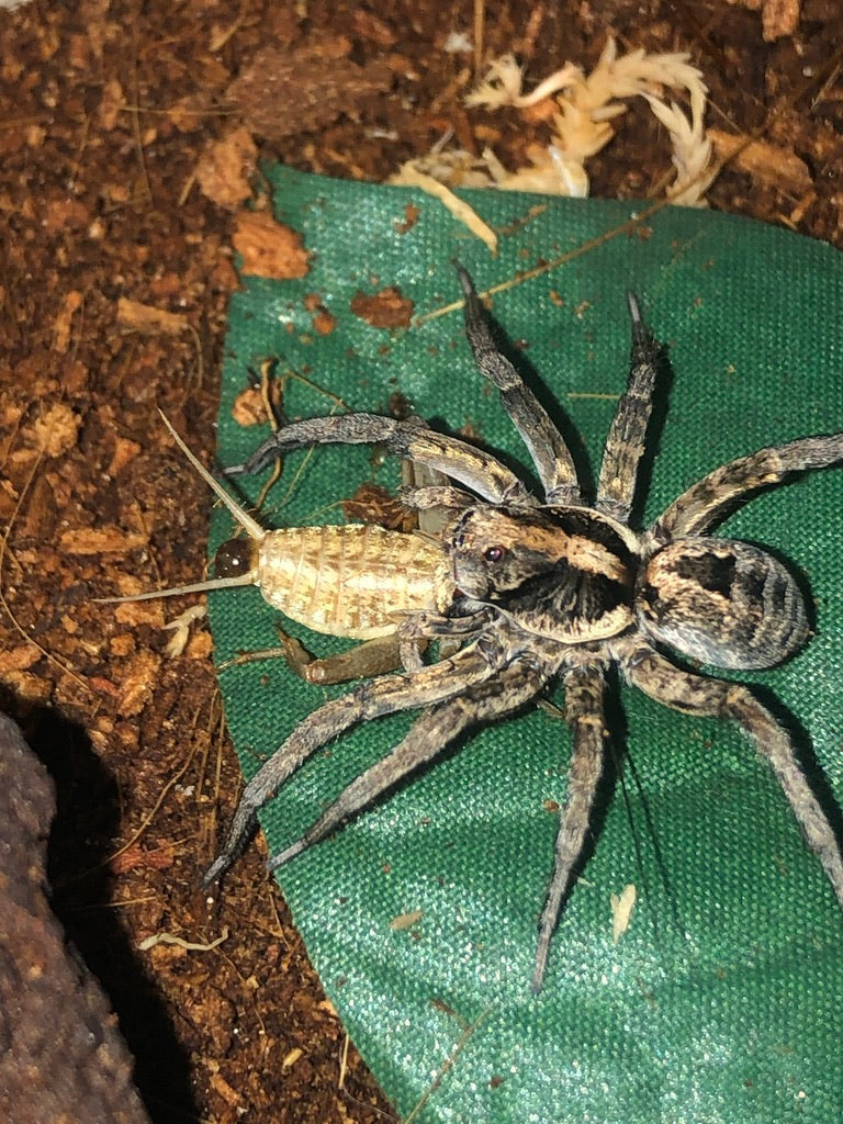 Alive Food Insects for pet Spiders and Arachnids from Reptile Realm