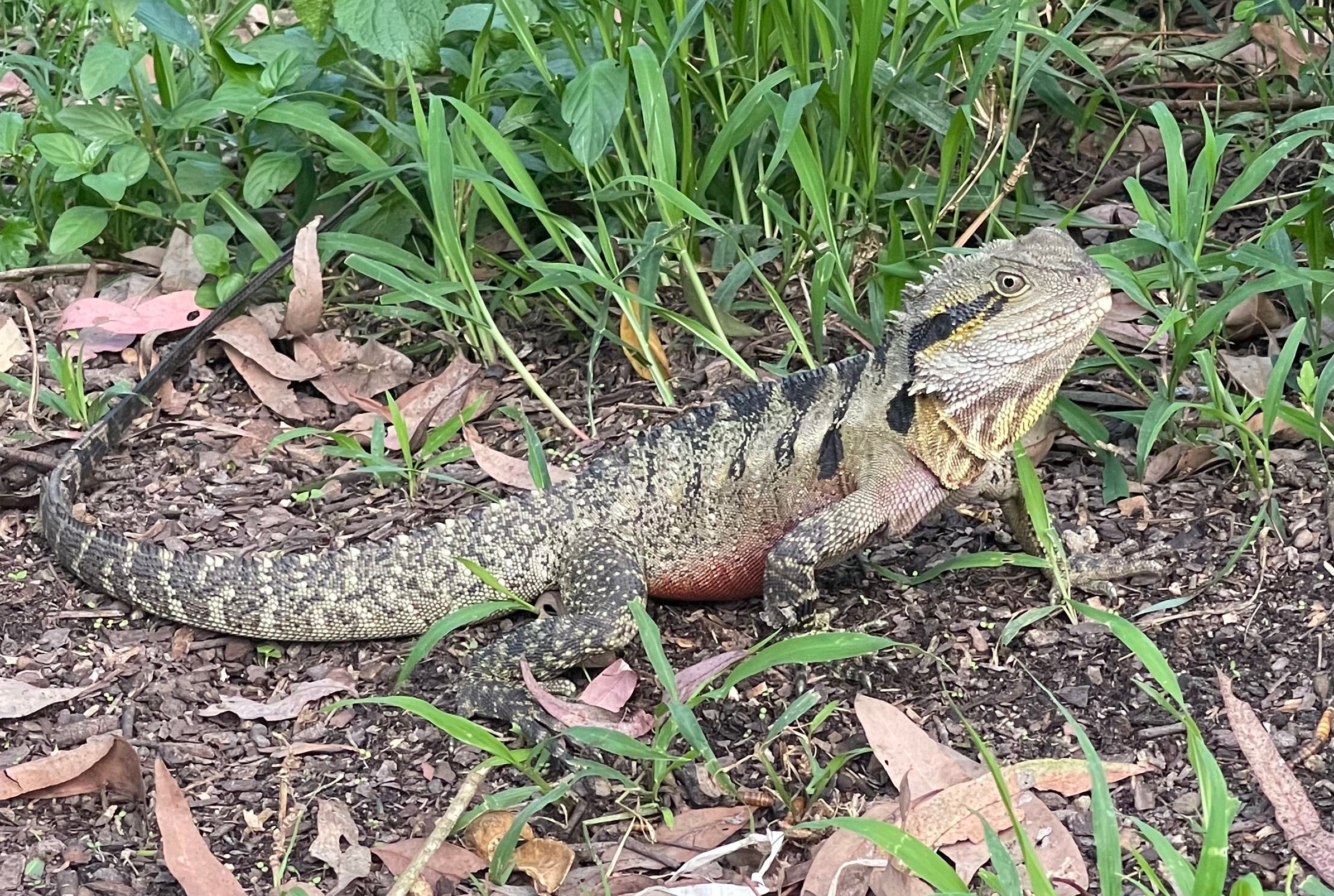 Can I feed Wild Insects to my Reptiles?