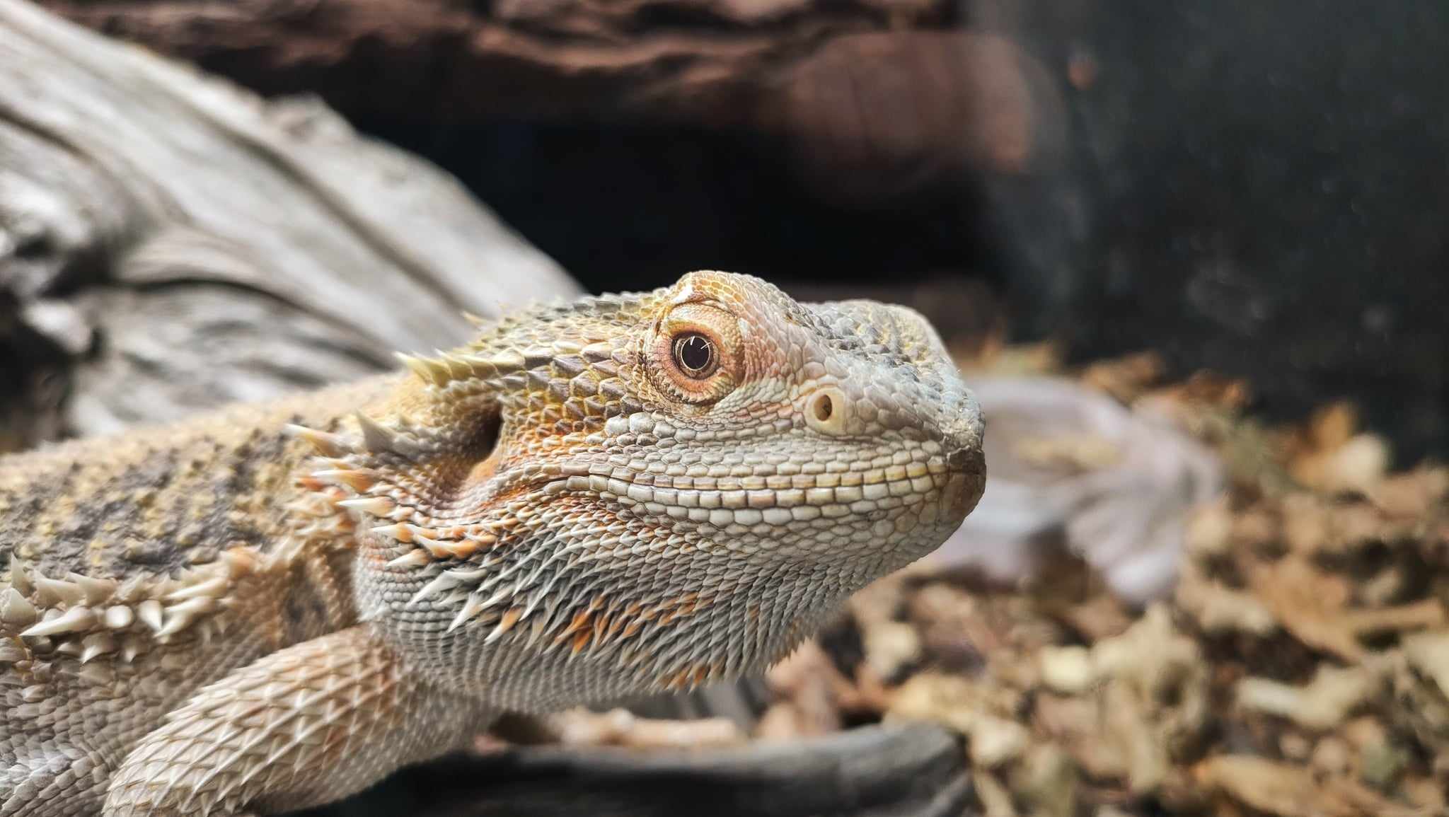 Tubs, Value Packs or Bulk Insects - Reptile Realm Australia