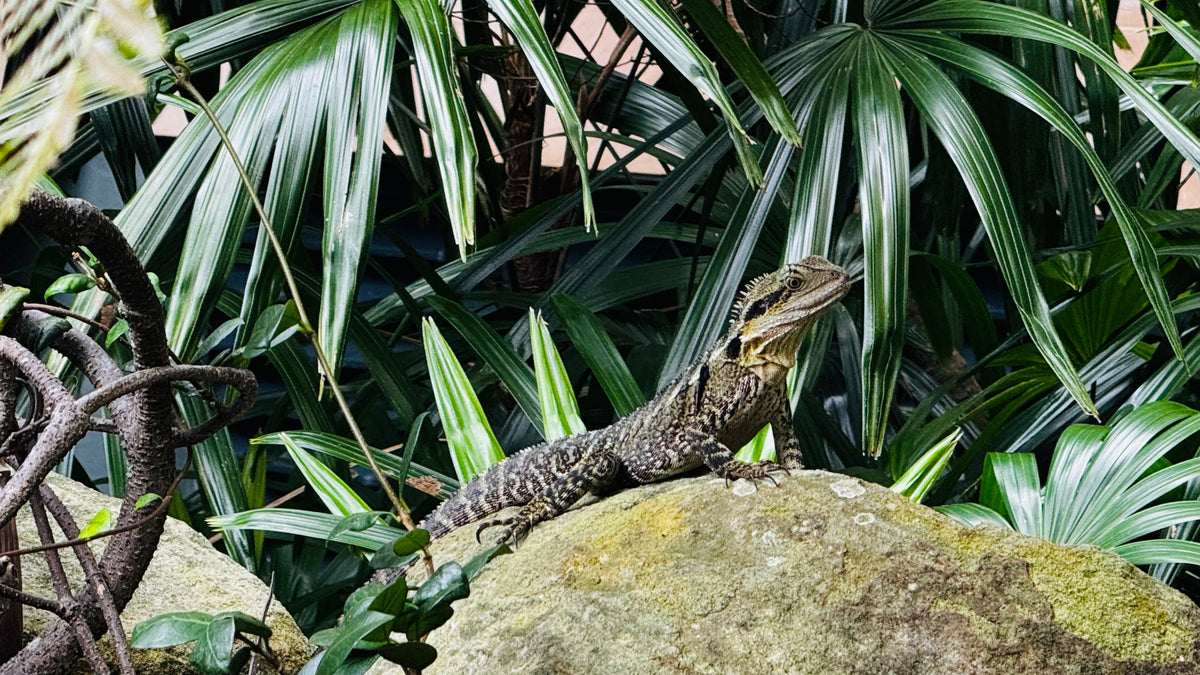 Natural Rocks, Substrates & Snake Bedding