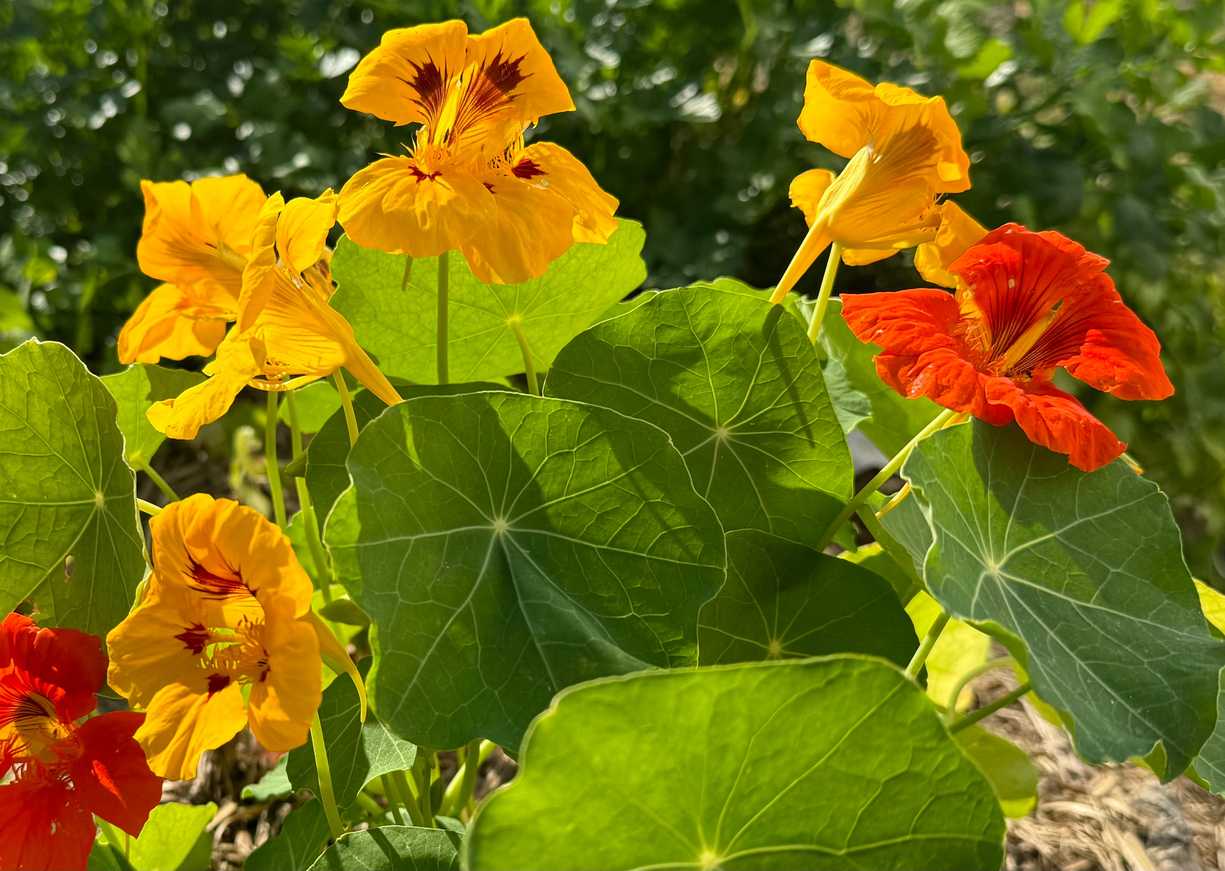 Reptile Salads - Fresh Flower Tubs and Seed Blends