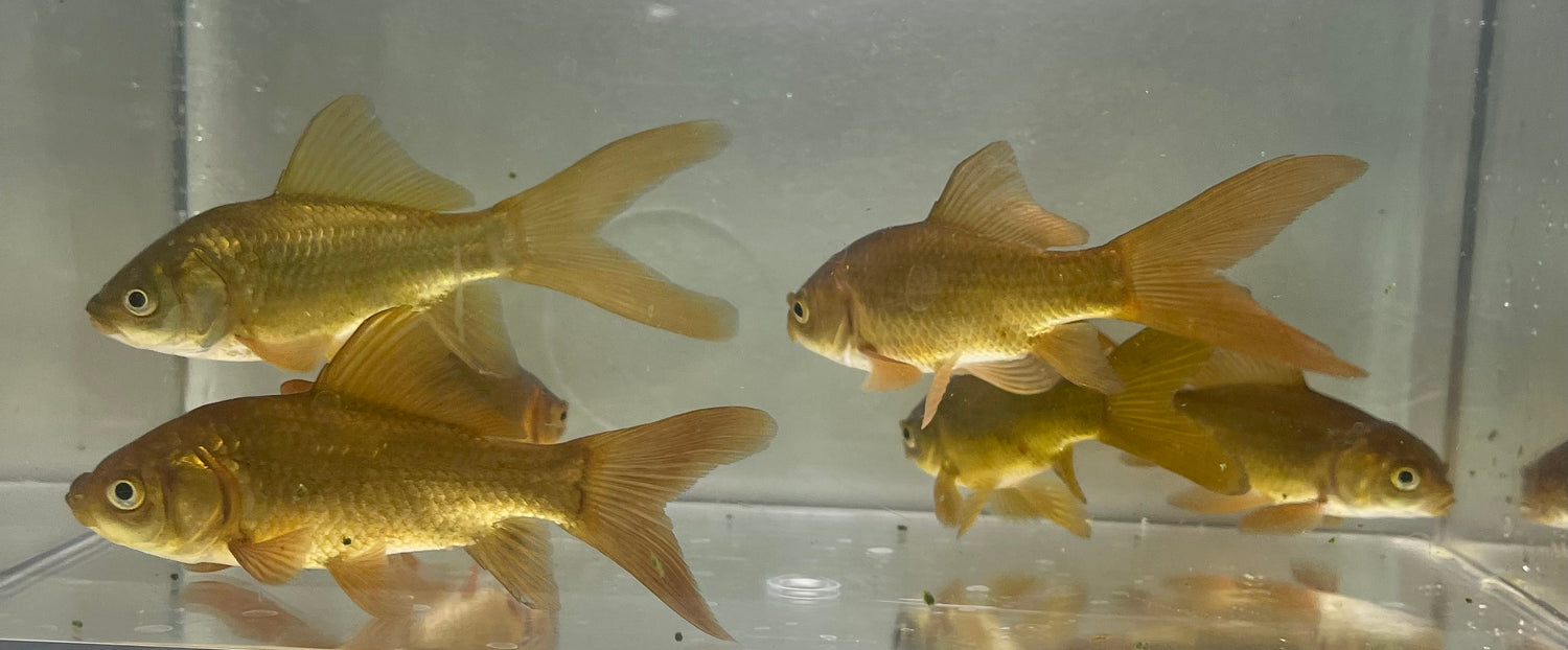Feeder Fish