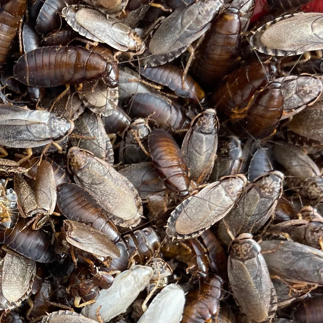 Woodies are valuable LiveFood for Animals