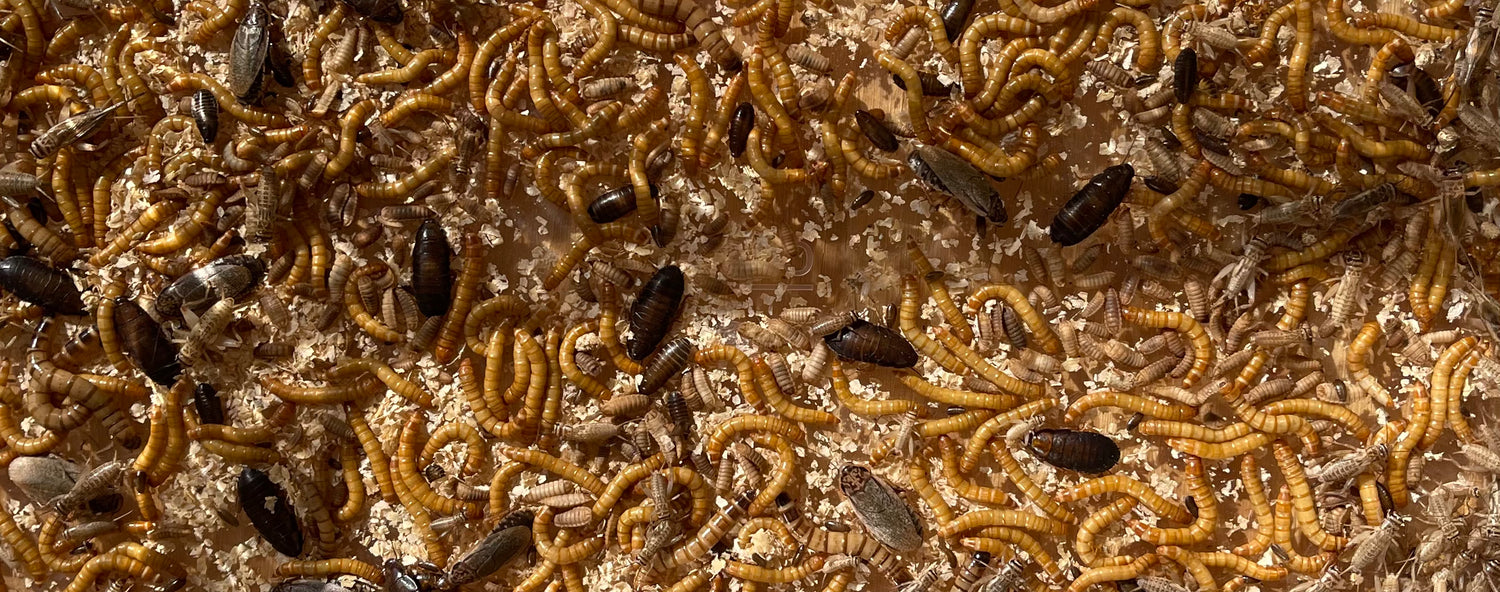 All Live Food Insects