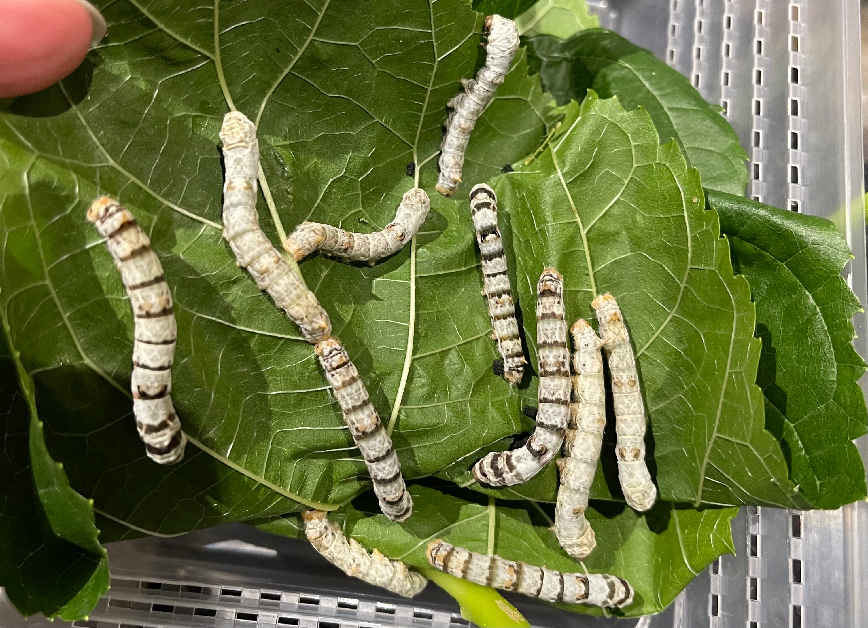 Silkworms