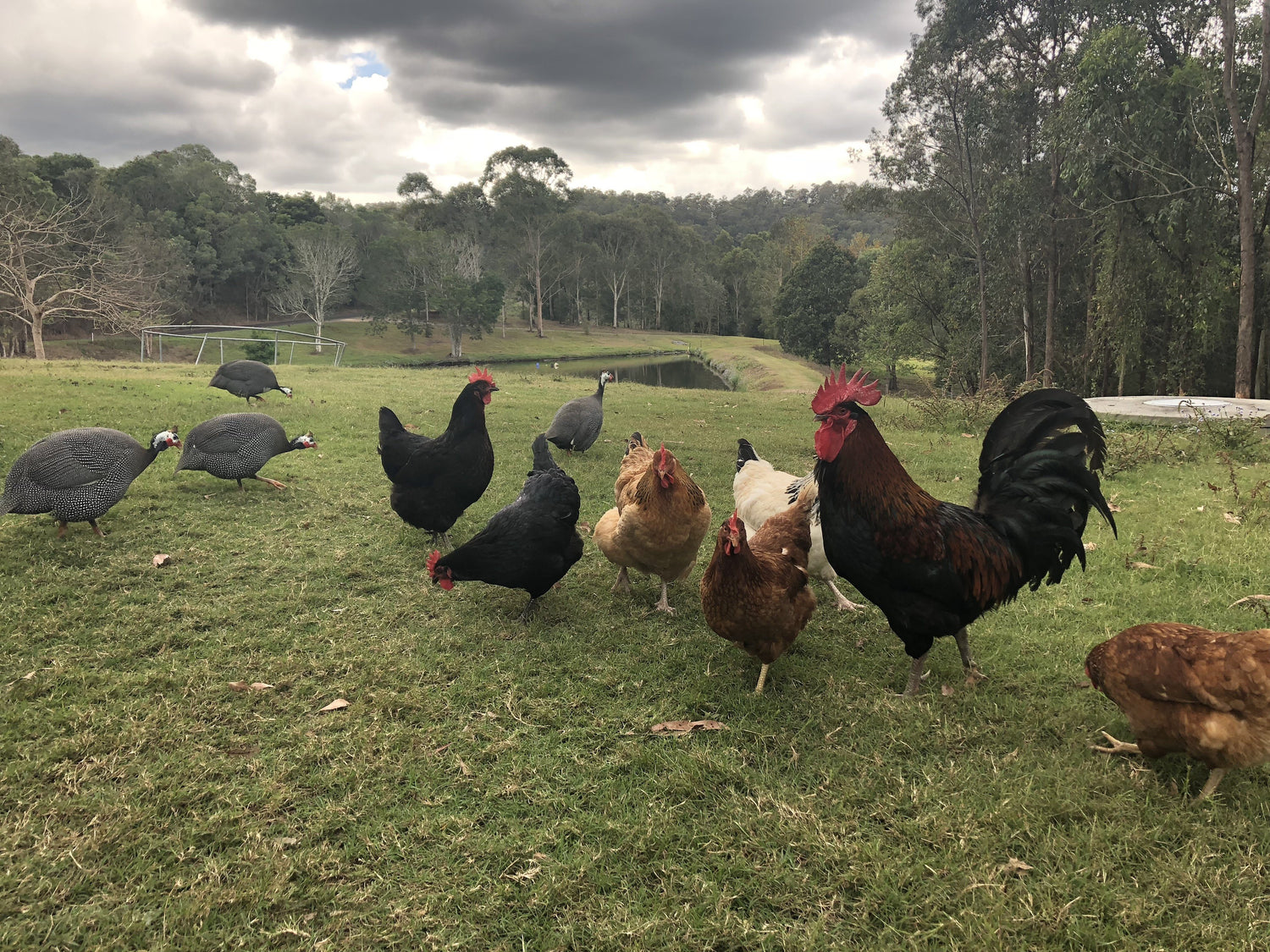 Our Feathered Friends