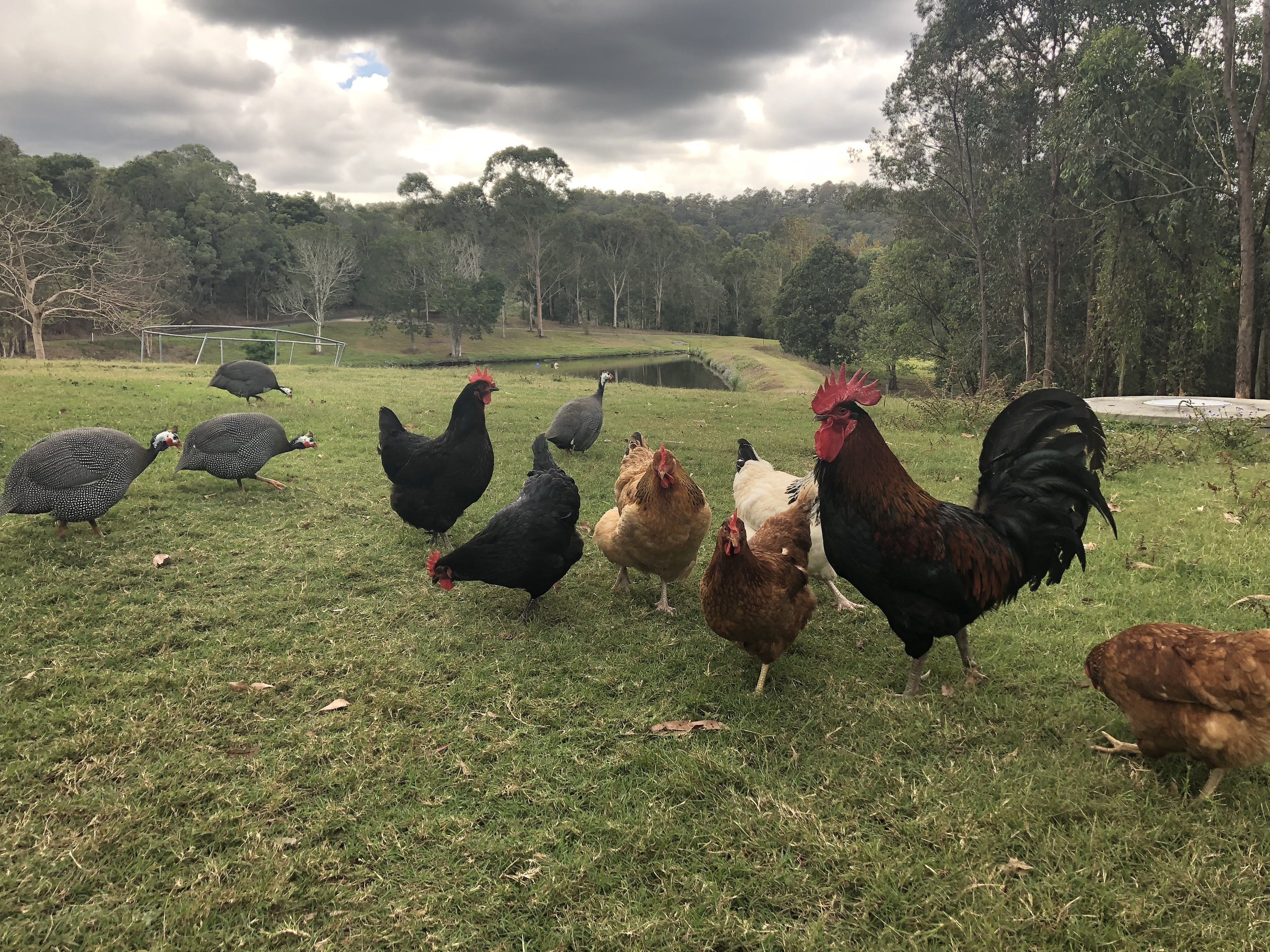 Our Feathered Friends