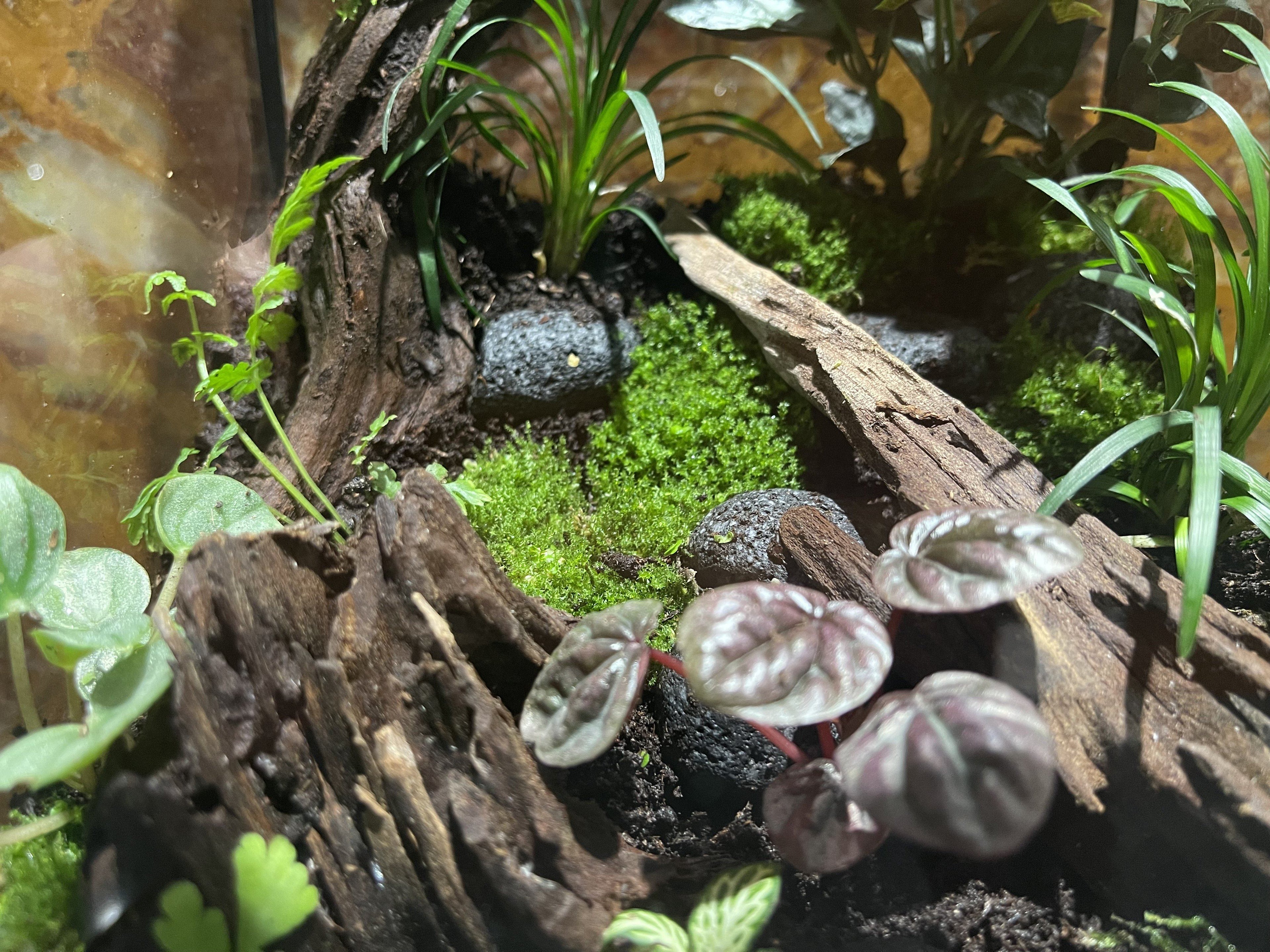 Natural Driftwood and Rocks