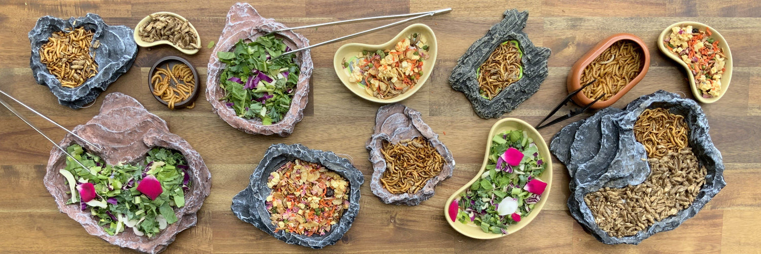 Bowls for Food, Water and Bathing
