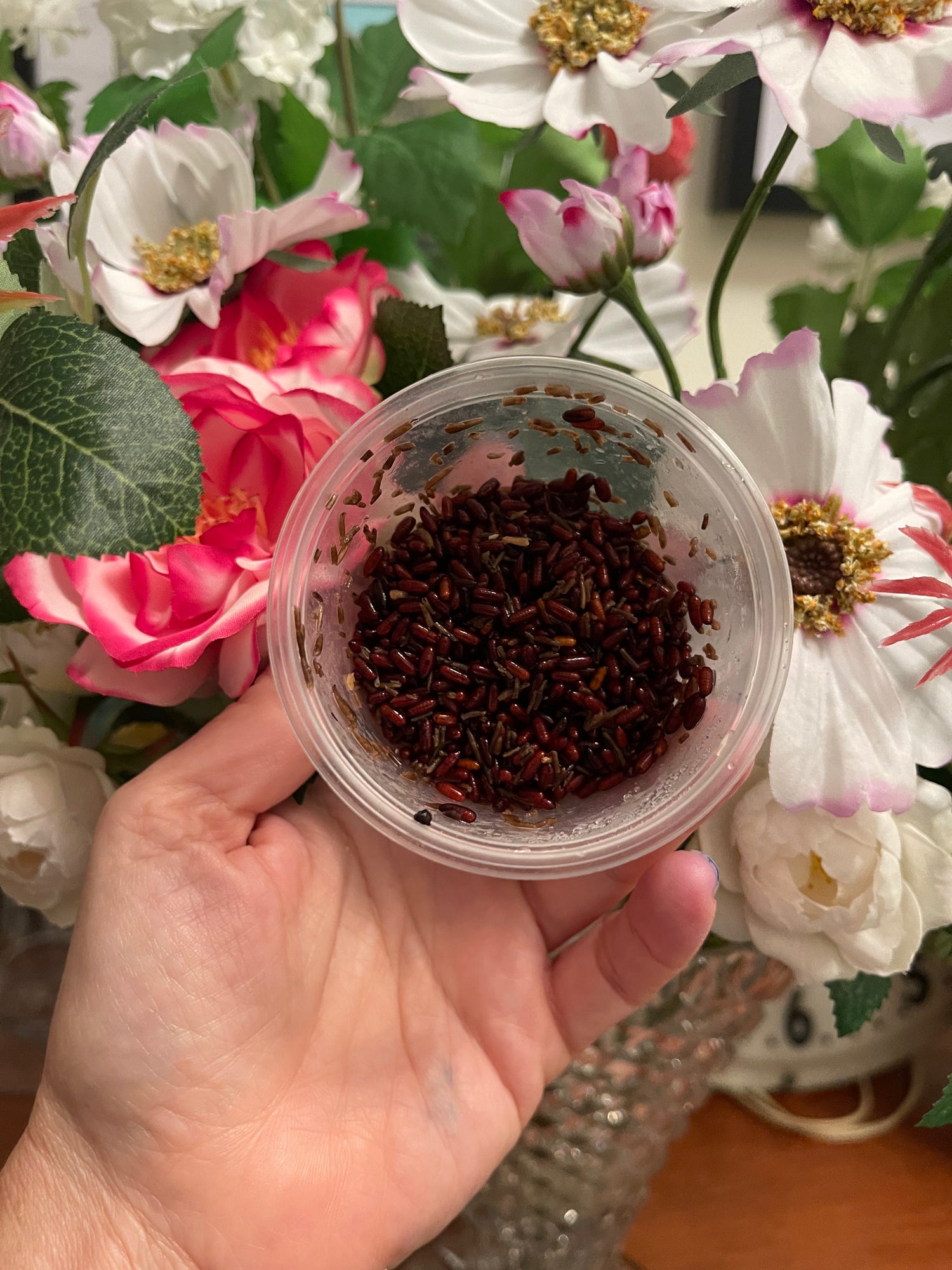 Fly Pupae