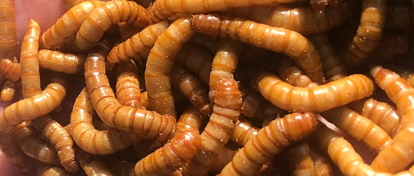 Mealworms - Tenebrio molitor