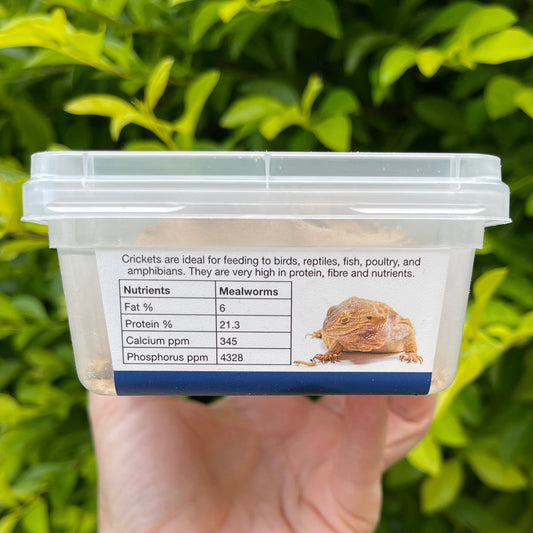 Pisces Enterprises Live Food Tub Extra Small Cricket Tub