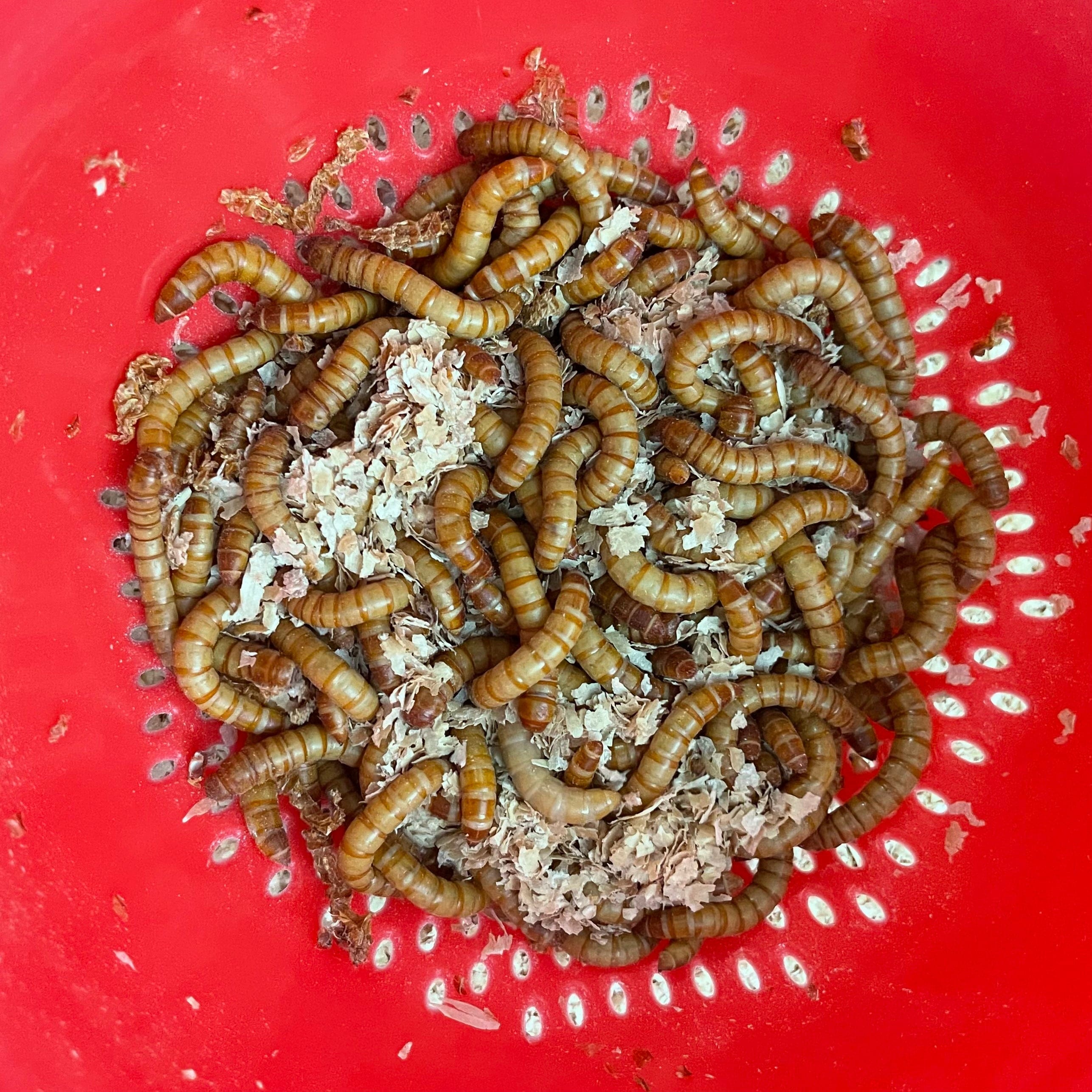 Komodo Food Bowl Mealworm or Vitaworm Substrate Separator