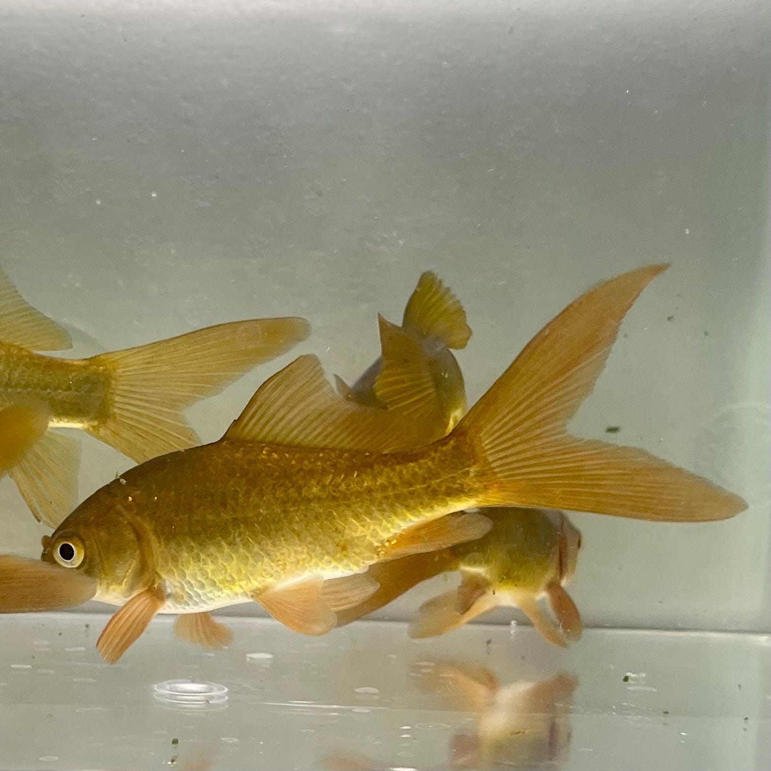 Pisces Aquatics Feeder Fish 20 x 7cm Feeder Goldfish