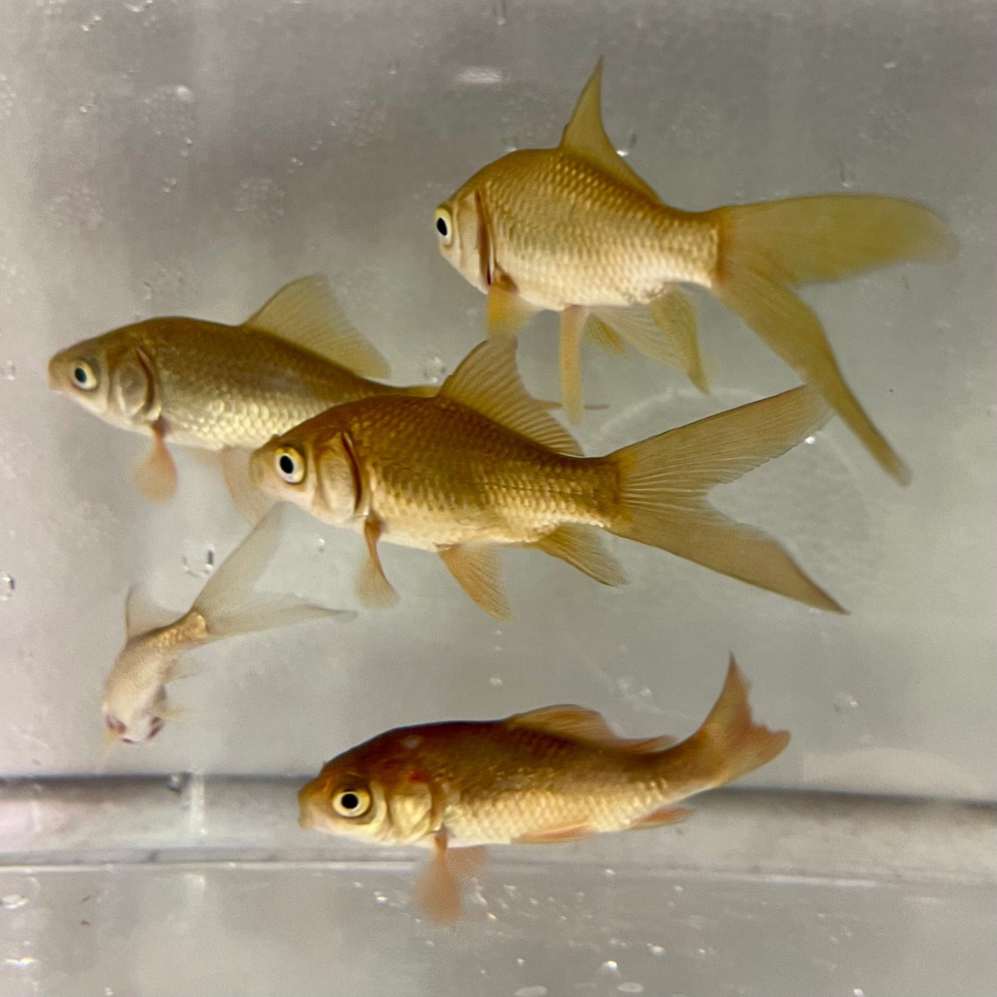 3.5-5cm Feeder Goldfish (40 fish) - Reptile & Turtle Food – Reptile Realm