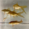 Pisces Aquatics Feeder Fish 50 x 3cm Feeder Goldfish