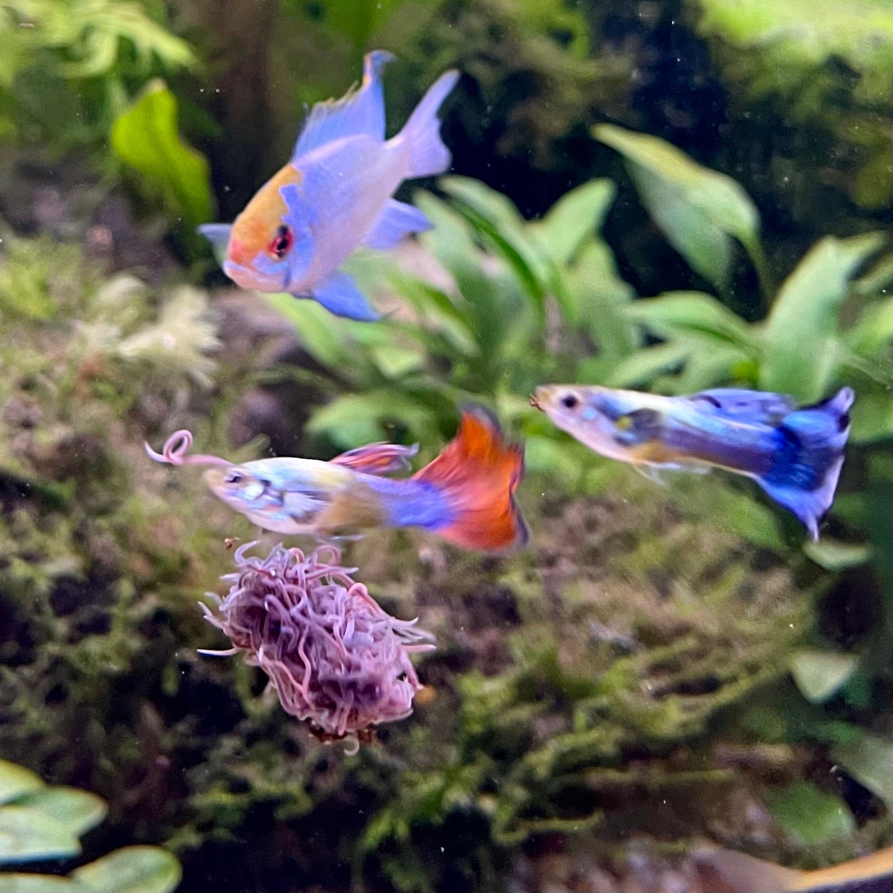 Pisces Aquatics Feeder Fish Live Aquatic Blackworms Fish and Reptile Food 20ml