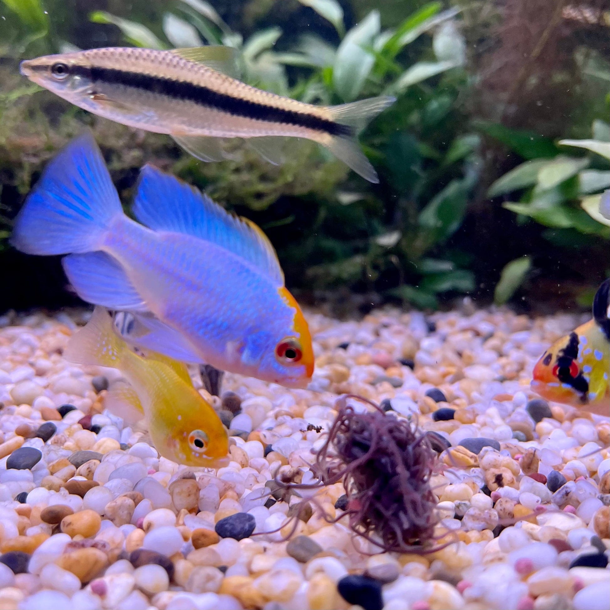 Pisces Aquatics Feeder Fish Live Aquatic Blackworms Fish and Reptile Food 20ml