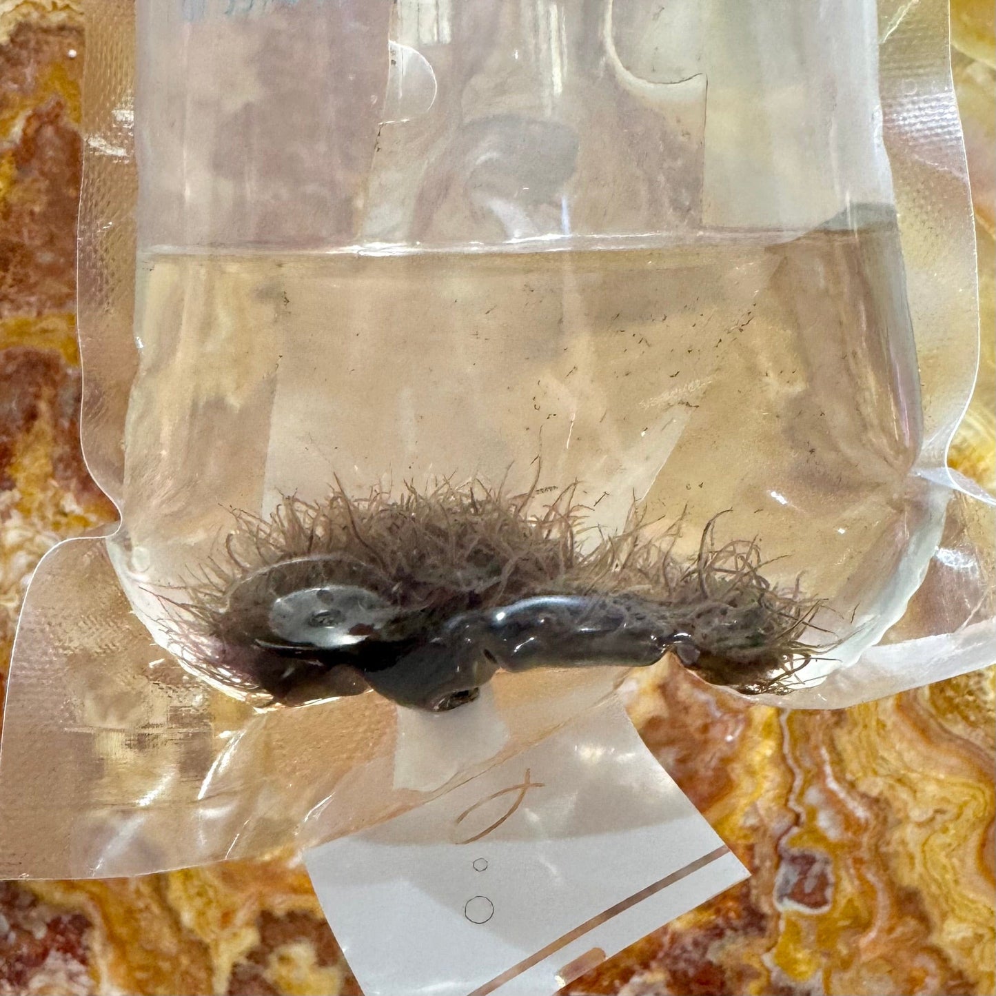 Pisces Aquatics Feeder Fish Live Aquatic Blackworms Fish and Reptile Food 20ml