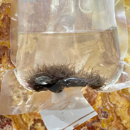 Pisces Aquatics Feeder Fish Live Aquatic Blackworms Fish and Reptile Food 20ml