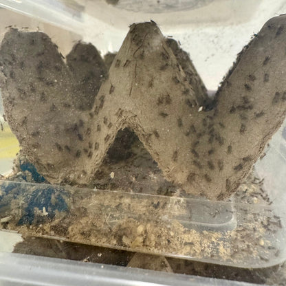 Pisces Enterprises Bulk Crickets Bulk Baby Crickets (Pin-Head)