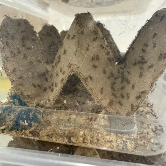 Pisces Enterprises Bulk Crickets Bulk Baby Crickets (Pin-Head)