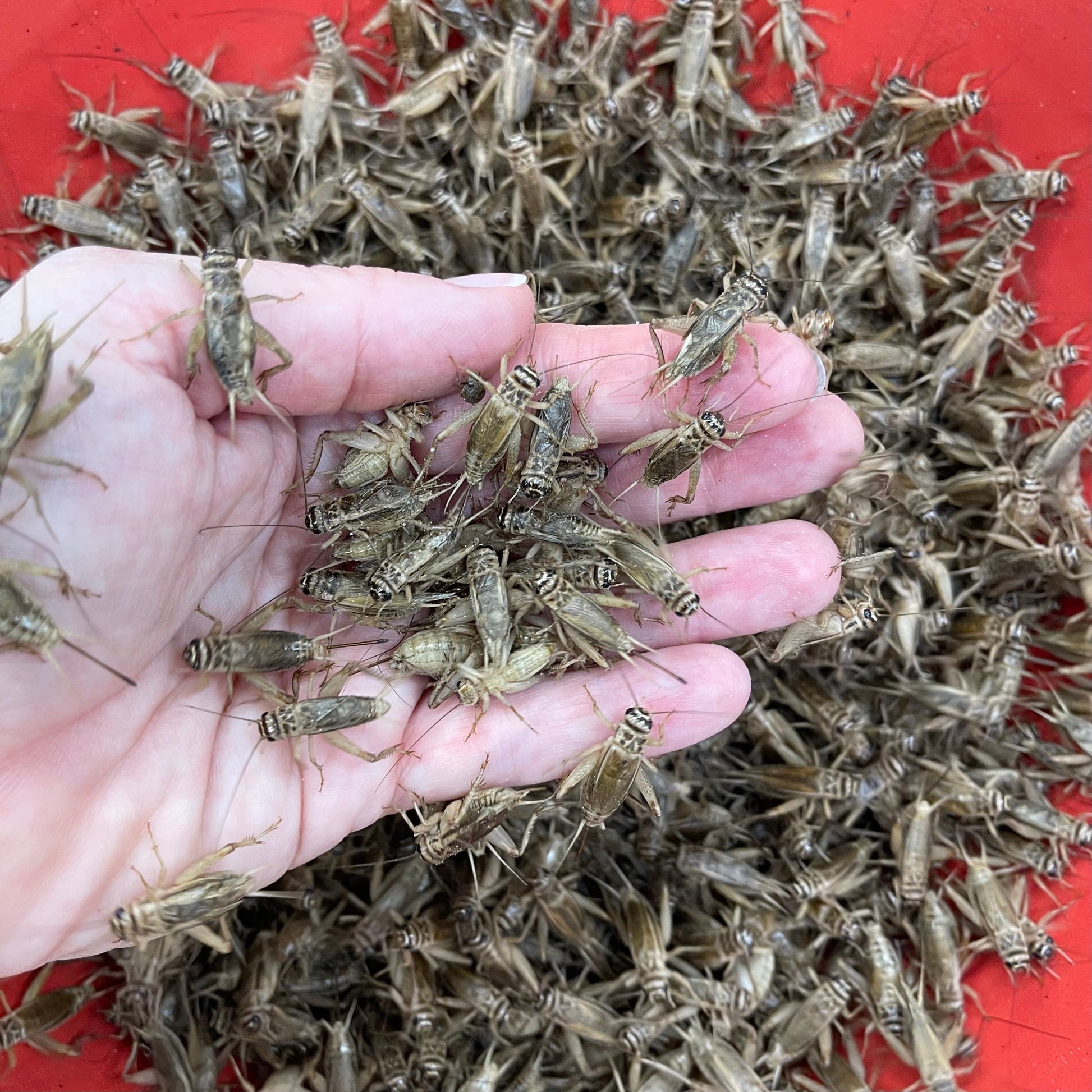 Pisces Enterprises Bulk Crickets Bulk Large Crickets (1000 Crickets)