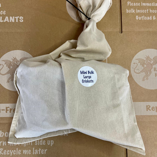 Pisces Enterprises Bulk Crickets Mini Bulk Large Crickets (150 Crickets)