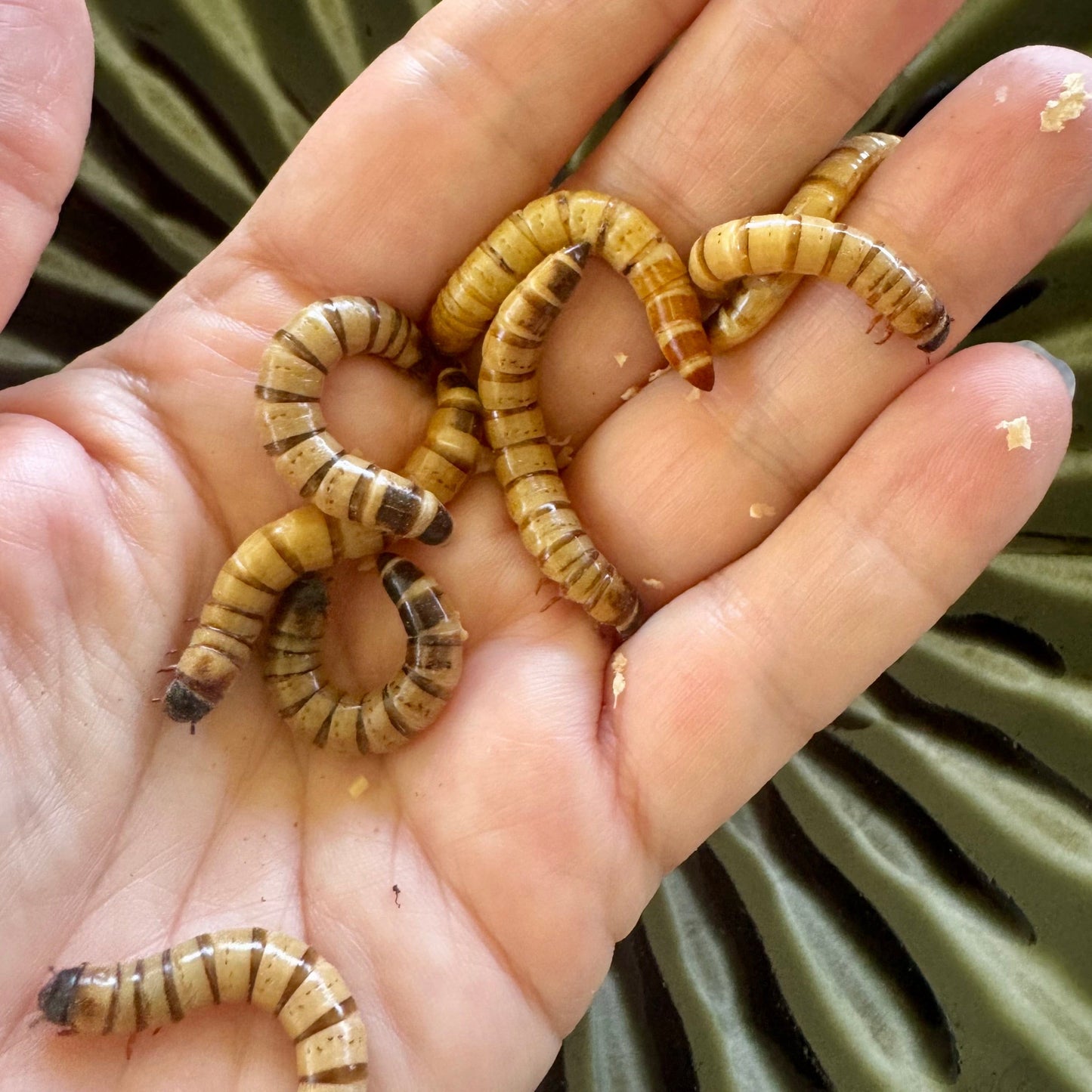 Pisces Enterprises Bulk Giant Mealworms Bulk Giant Mealworms - Zophobas morio