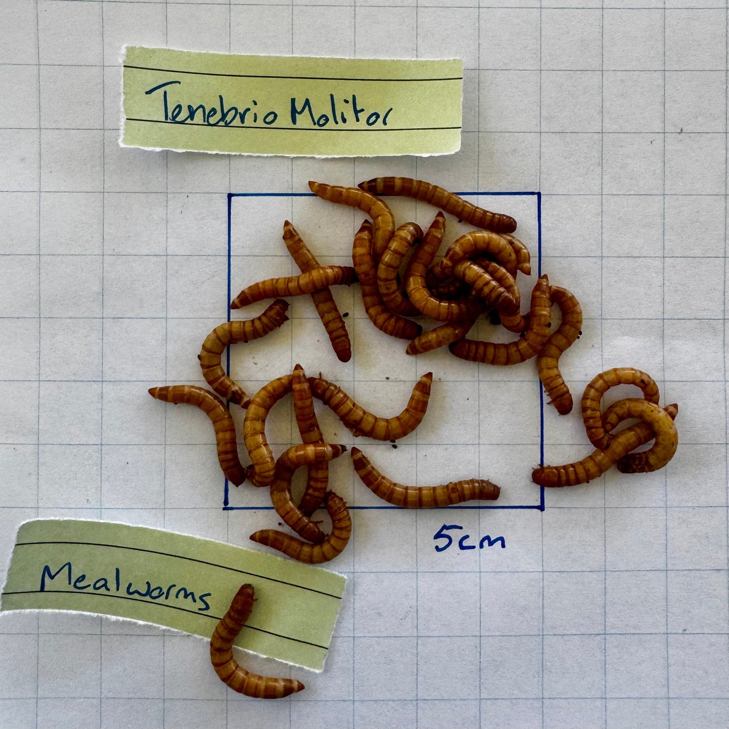 Pisces Enterprises Bulk Mealworms Bulk Mealworms - Regular 1kg (Tenebrio molitor)