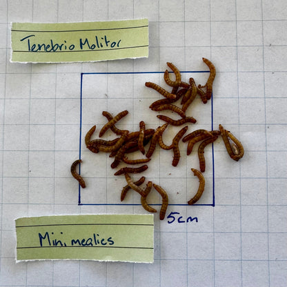 Pisces Enterprises Bulk Mealworms Bulk Mini Mealies - 500g (Tenebrio molitor)