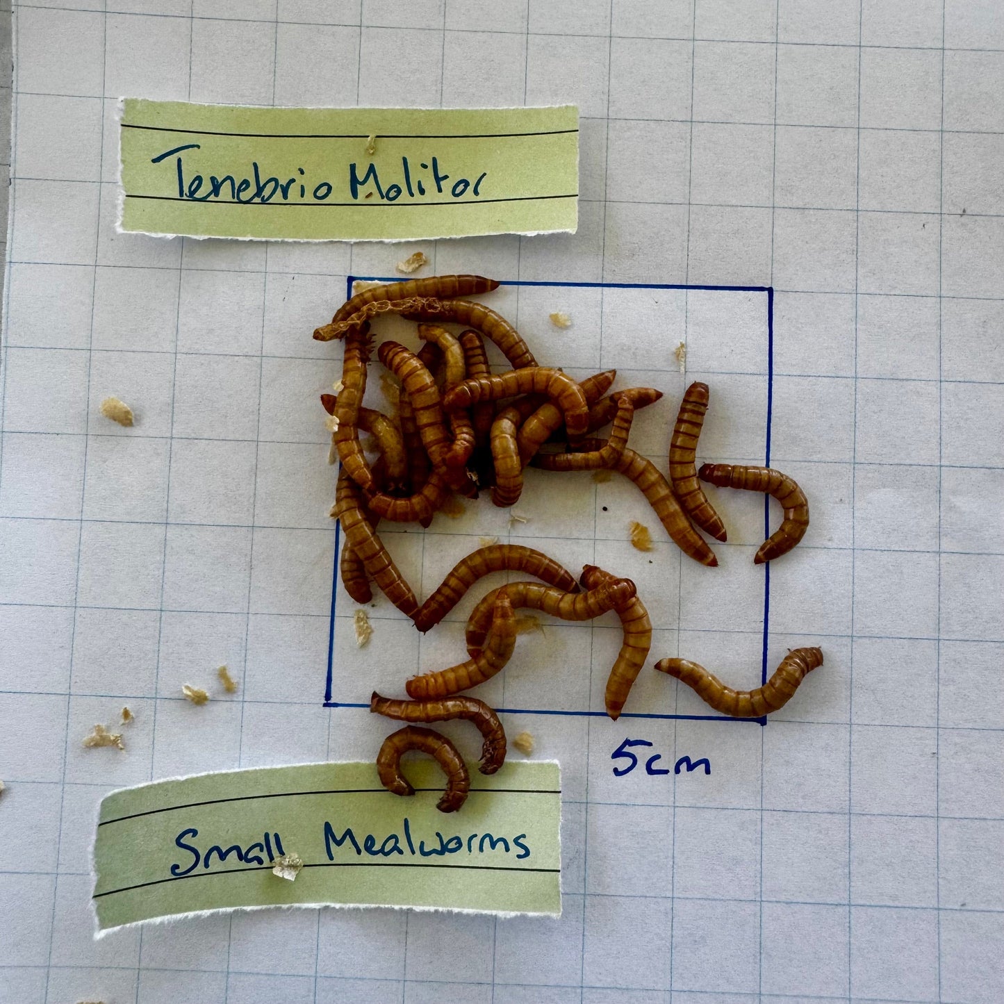 Pisces Enterprises Bulk Mealworms Bulk Small Mealworms  600g (Tenebrio molitor)