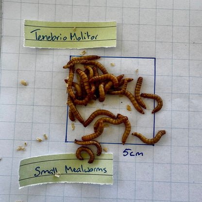 Pisces Enterprises Bulk Mealworms Bulk Small Mealworms  600g (Tenebrio molitor)