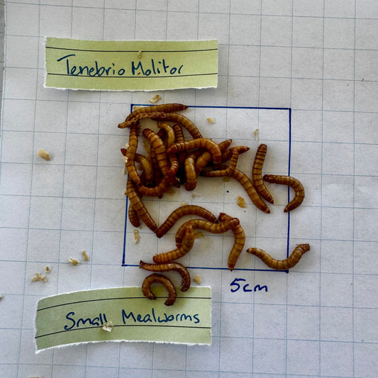 Pisces Enterprises Bulk Mealworms Bulk Small Mealworms  600g (Tenebrio molitor)