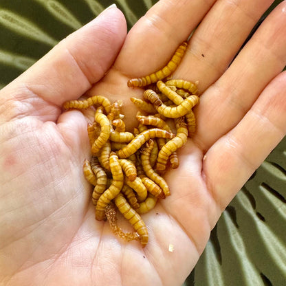 Pisces Enterprises Bulk Mealworms Bulk Superworms 1kg (Tenebrio molitor)