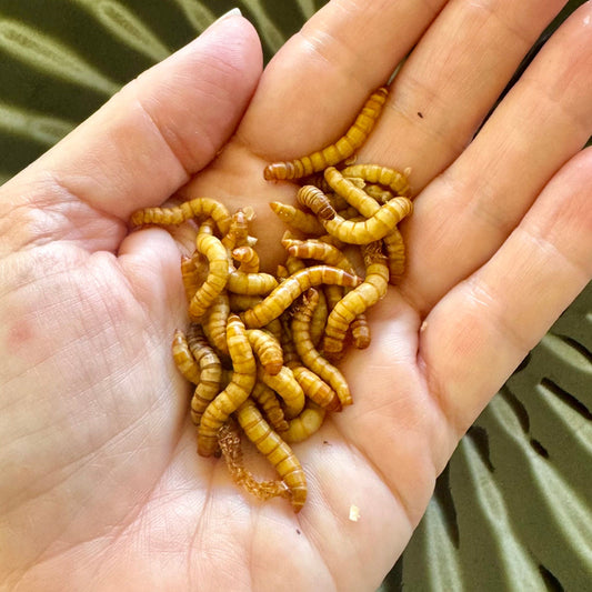 Pisces Enterprises Bulk Mealworms Bulk Superworms 1kg (Tenebrio molitor)