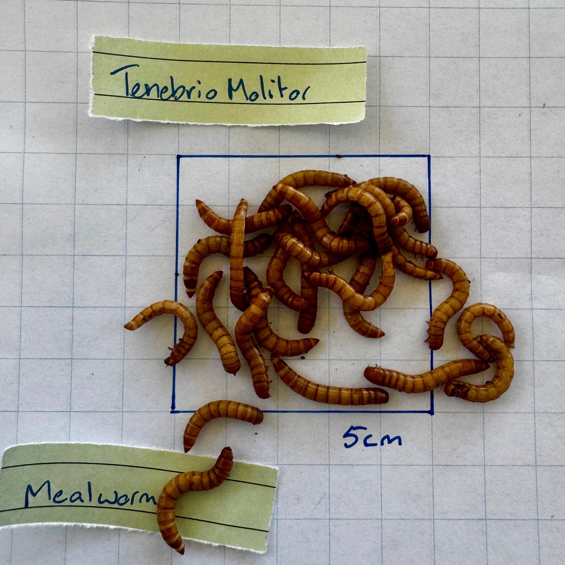 Pisces Enterprises Bulk Mealworms Mini Bulk Mealworms - Regular 250g Pack (Tenebrio molitor)