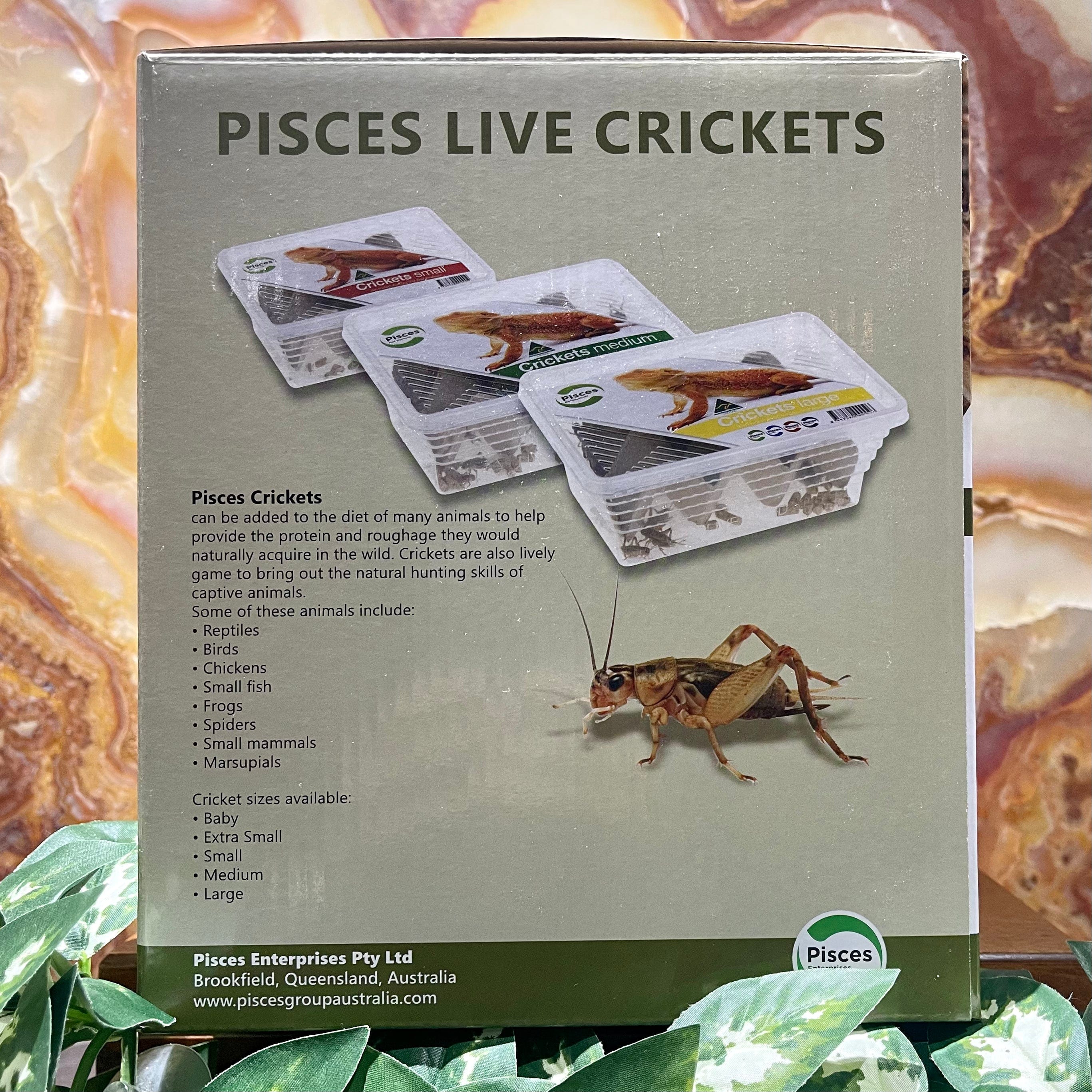 Cricket keeper kit shop