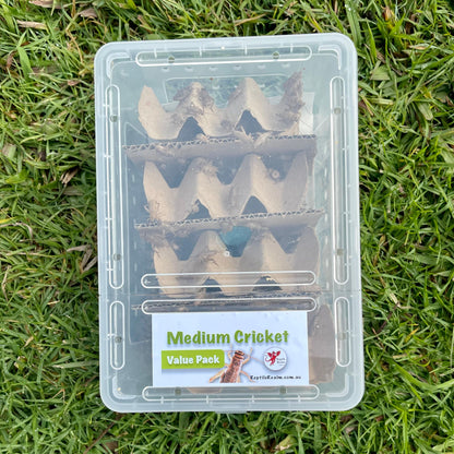 Pisces Enterprises Cricket Value Pack Medium Cricket Value Pack (250 Crickets)